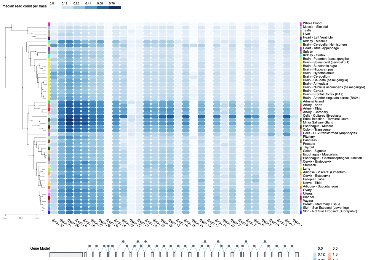 exon2 expression