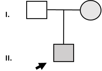 tutorial02 pedigree